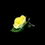 Herend Yellow Porcelain Rose – Table Decoration - Image 5